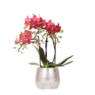 Orquídea Mariposa Congo, Color Rojo, Maceta Elite Plateada, Planta de Interior en Flor, Orquídeas Phalaenopsis, Tamaño de Maceta 09cm