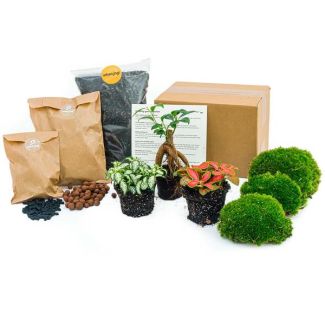 Paquete de inicio y recarga Ficus Bonsai