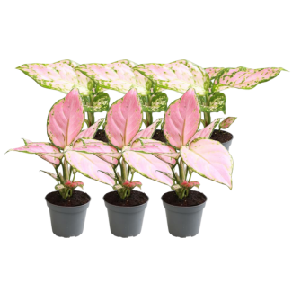 6 Piezas de aglaonema pequeña