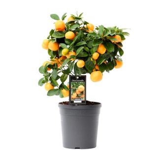 Árbol de cítricos Calamondin
