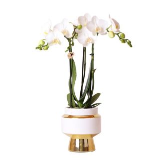 Orquídea mariposa Amabilis en maceta decorativa Le Chic dorada