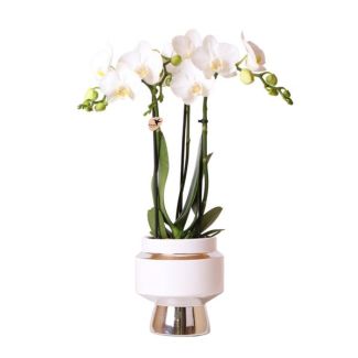 Orquídea mariposa Amabilis en maceta decorativa plateada Le Chic