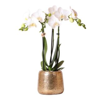 Orquídea Mariposa Amabilis, en Maceta Decorativa de Lujo Dorada