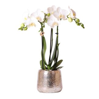 Orquídea mariposa Amabilis en maceta decorativa de lujo plateada
