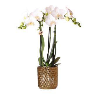 Orquídea mariposa Amabilis en maceta decorativa de oro Diamond
