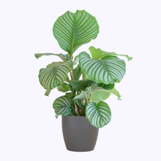 Calathea Orbifolia con maceta gris - 65cm - Ø21