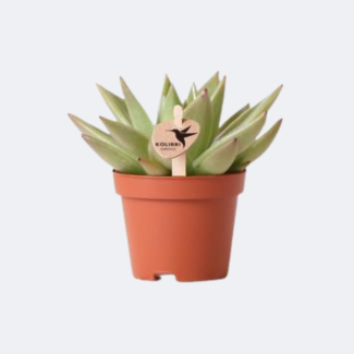 Planta suculenta Echeveria Miranda