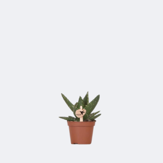 Aloe Enana Suculenta Aloe Brevifolia