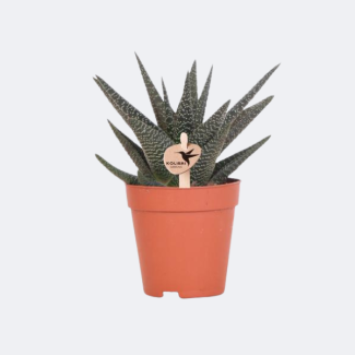 Sucedánea Haworthia Royal Highness