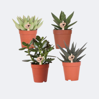 4 Piezas de Suculentas (Plantas Suculentas)