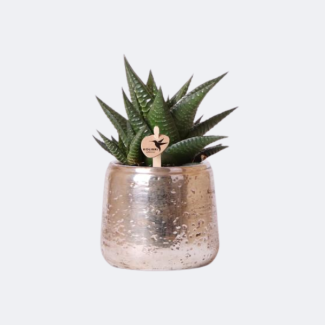 Suculenta Haworthia Limifolia en Maceta Decorativa de Lujo Plateada