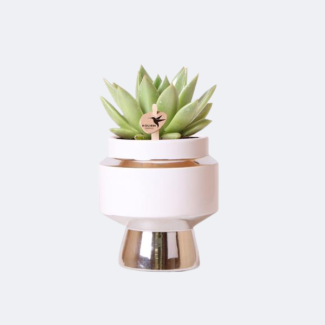 Sukulent Echeveria Miranda en maceta decorativa plateada Le Chic