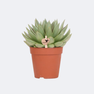Planta suculenta Echeveria Miranda
