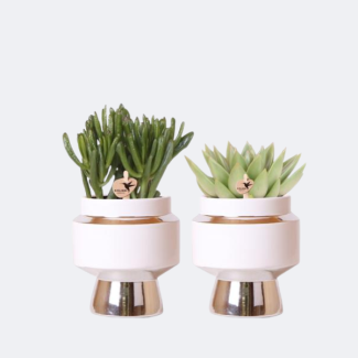 2 Piezas de Suculentas en Macetas Decorativas Plateadas Le Chic