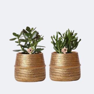 2 Piezas de Suculentas en Macetas Decorativas Doradas