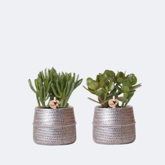 Set de 2 Suculentas en Macetas Decorativas Plateadas