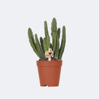 Planta suculenta Stapelia