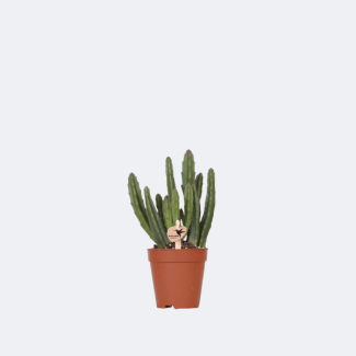 Planta suculenta Stapelia