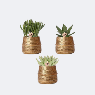 3 Piezas de Suculentas en Maceta Dorada con Relieve