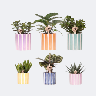 6 Piezas de Suculentas en Macetas Decorativas a Rayas