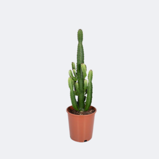 La planta de euphorbia, Cactus
