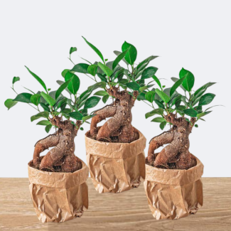 3 Piezas de bonsái Ficus
