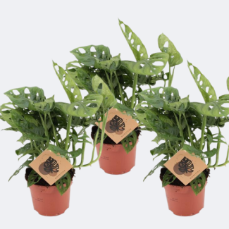 3 Piezas de Planta de Agujeros