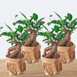 Set de 4 Bonsáis Ficus