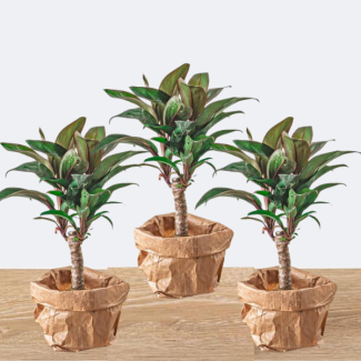 3 Piezas de Mini-palma