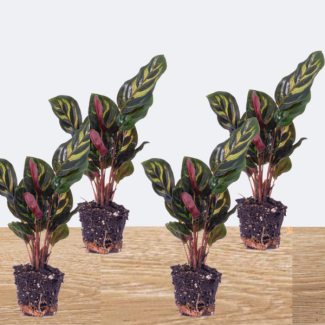 4 Piezas de Plantas Pavo