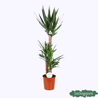 Yucca, Planta de interior de bajo mantenimiento de 125 cm de altura - suculenta perenne
