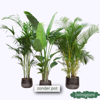 Paquete de ventajas XXL - Kentia 200 cm Strelitzia Nicolai 225 cm Areca 200 cm