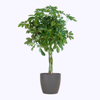 Schefflera Nora – Planta dedo 70 cm (Ø21) – Con maceta o cesta sostenible a elección