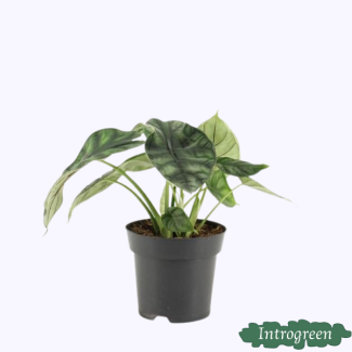 Planta dragón