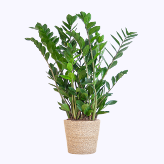 Zamioculcas Zamiifolia con cesta de algas natural - 80cm - Ø21