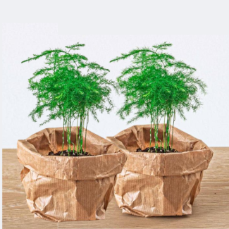 2 Piezas de Sierasperge