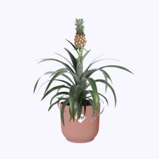 Planta de piña en ELHO Vibes Fold rosa