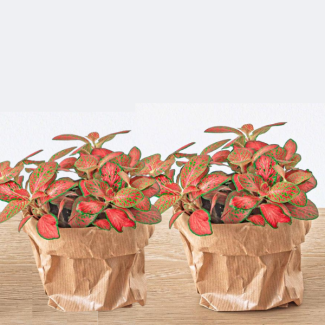 2 Piezas de Planta Mozaico