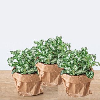 3 Piezas de Plantas de Mosaico