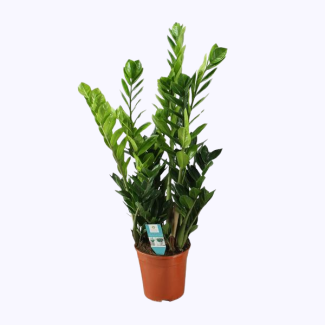 planta ZZ