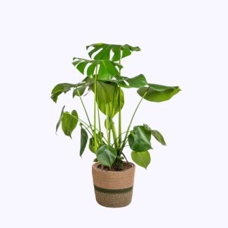 Monstera Deliciosa Tauerii, incluyendo maceta Ø21cm - Altura 70–90 cm