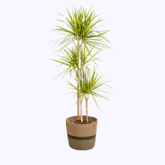 Dracaena con rayas amarillas incluida maceta Ø24cm ↕130 - 150cm
