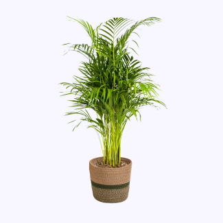 Palma de oro en maceta decorativa Ø21cm - ↕100 - 120cm planta de interior plumosa