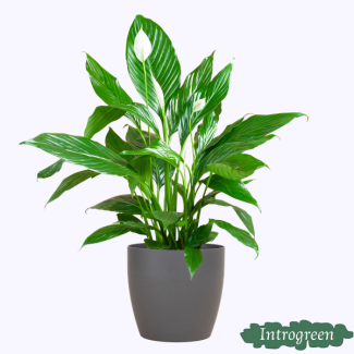 La Planta Cuchara o La Lirio de la Paz, Conocida por sus Flores Blancas, Spathiphyllum con Maceta Color Viber Gris - 80cm - Ø21
