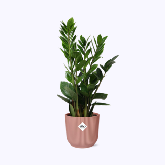 Zamioculcas – Altura 45-50 en ELHO Vibes Fold 14cm rosa