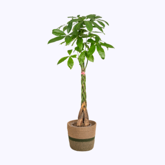 Árbol del dinero, planta de la suerte en maceta