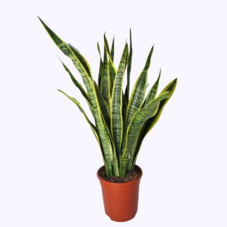 Planta de bayoneta (Sansevieria Laurentie) - planta de interior de aproximadamente 90 cm de altura