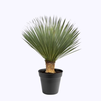 Planta de interior y exterior Yucca rostrata, 100 - 120 cm de altura