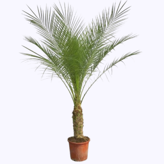 Palma enana