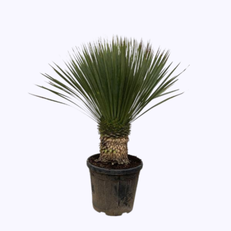 Yucca Azul
